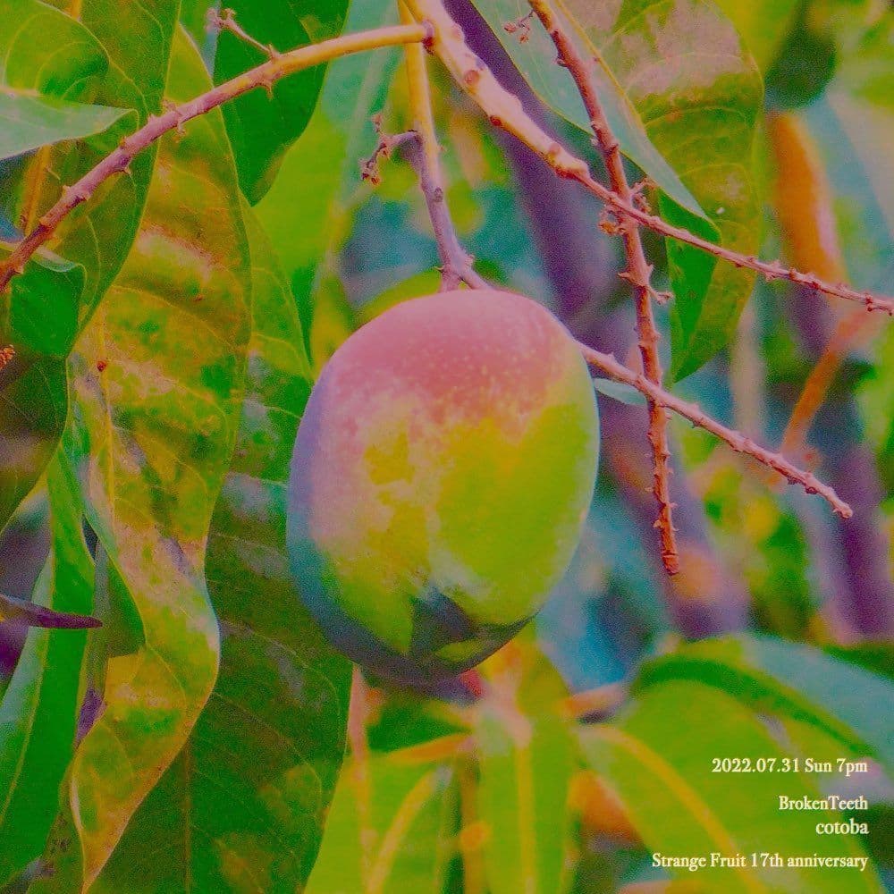 Strange Fruit 17th Anniversary : The Last Day  「 당신의 프룻이 늘 행복하기를🥭 」