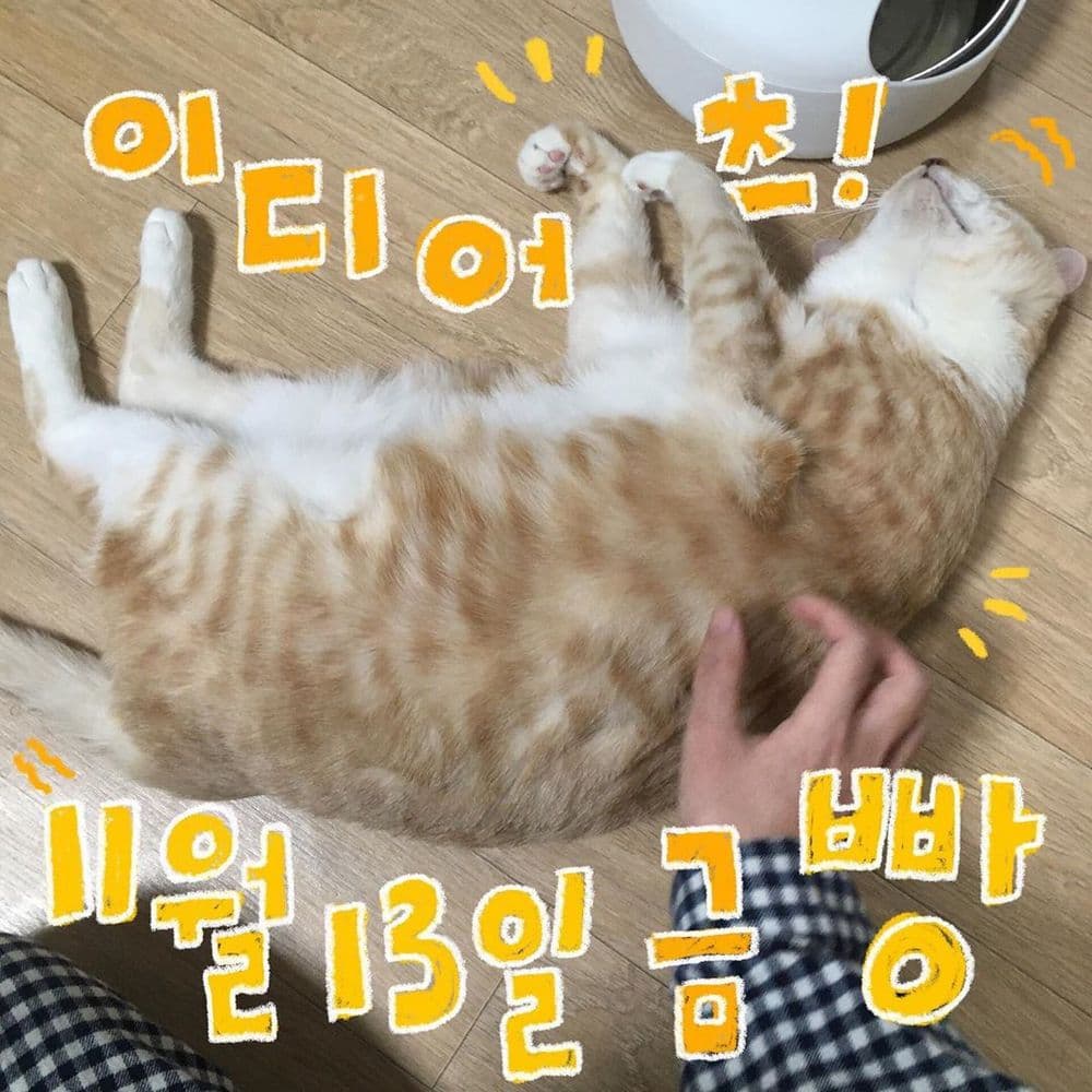 11월 빵 공연 공연 포스터