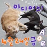 A.O.R CRAZY-FRIDAY thumbnail 2