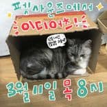 펫사운즈 인디라이브 - 이디어츠 thumbnail 2
